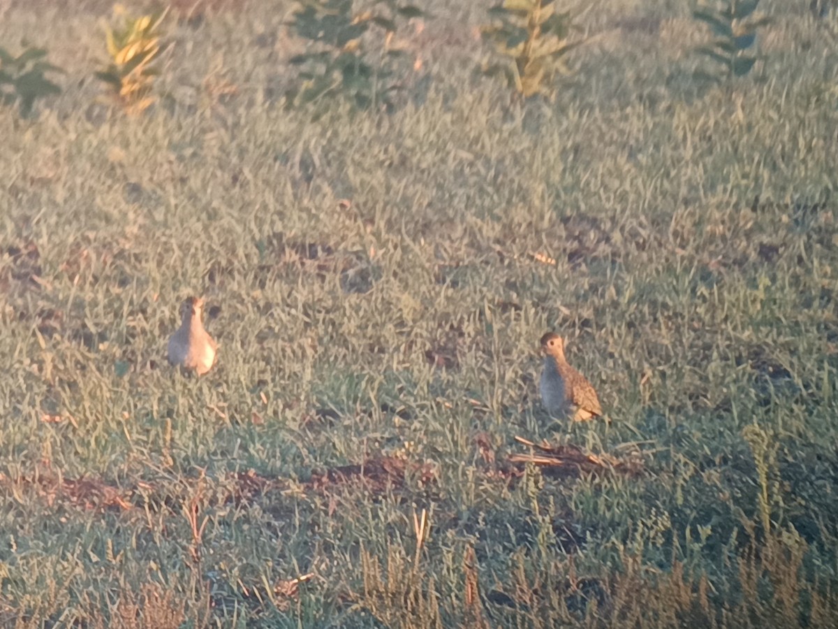 European Golden-Plover - ML642694754