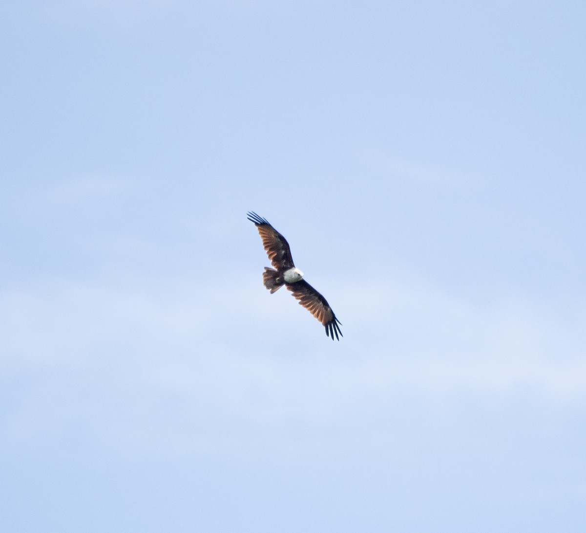 Brahminy Kite - ML642694759