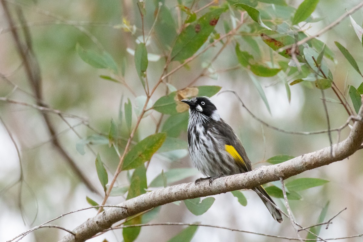New Holland Honeyeater - ML642694774