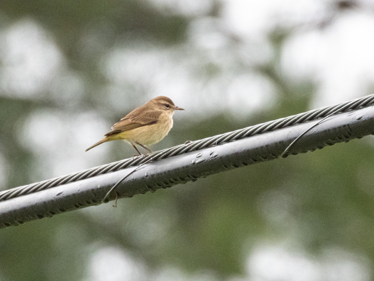 Palm Warbler - ML642694792