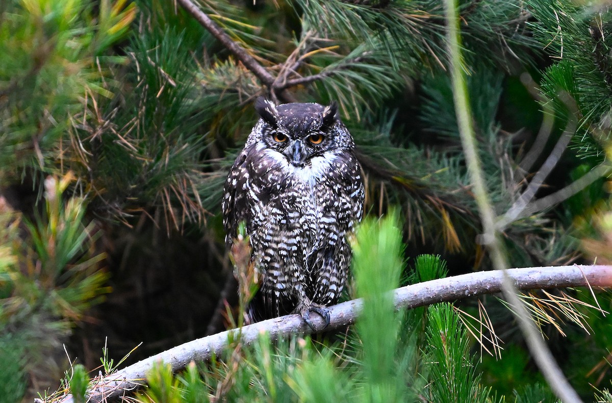 Great Horned Owl - ML642694809