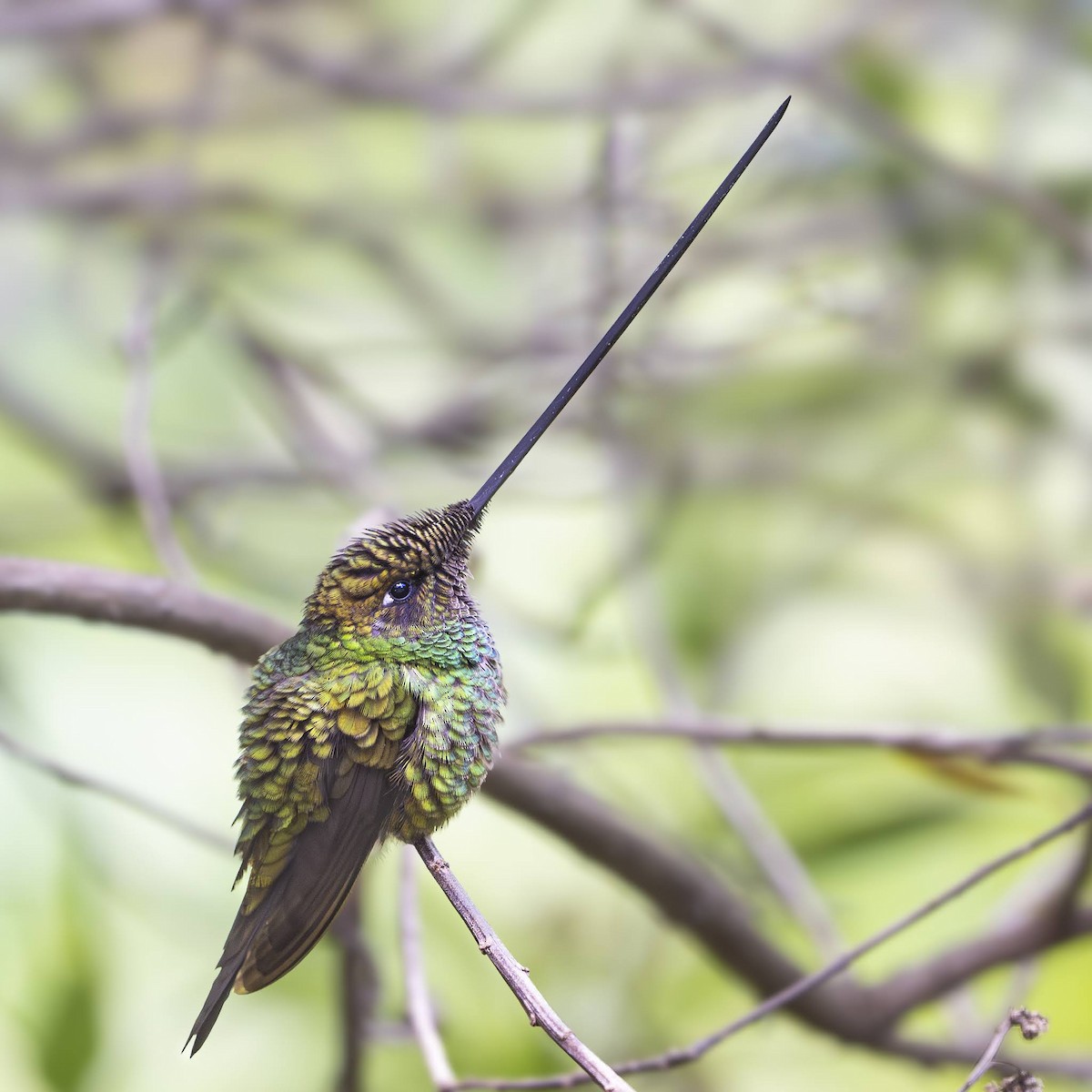 sverdkolibri - ML642694818