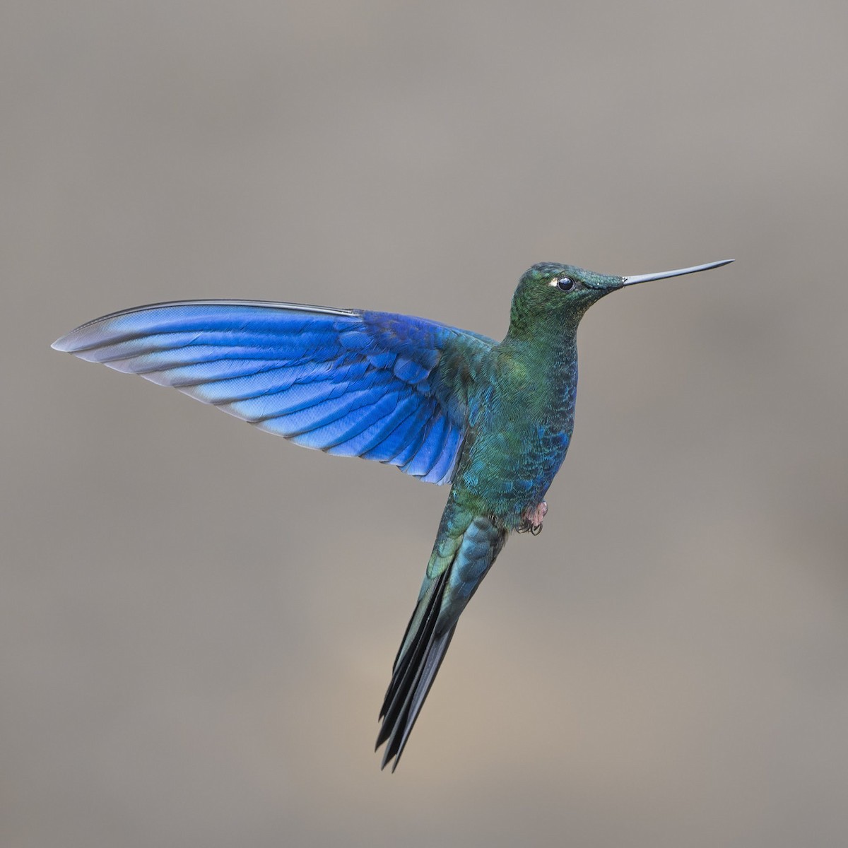 safirvingekolibri - ML642694820