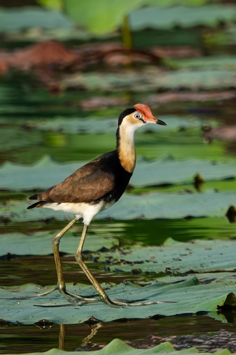 Jacana Crestada - ML642694824