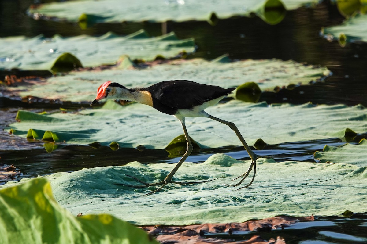 Jacana Crestada - ML642694825
