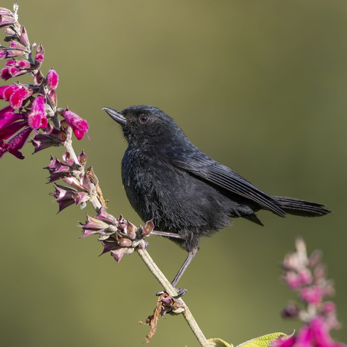 Pinchaflor Negro - ML642694826