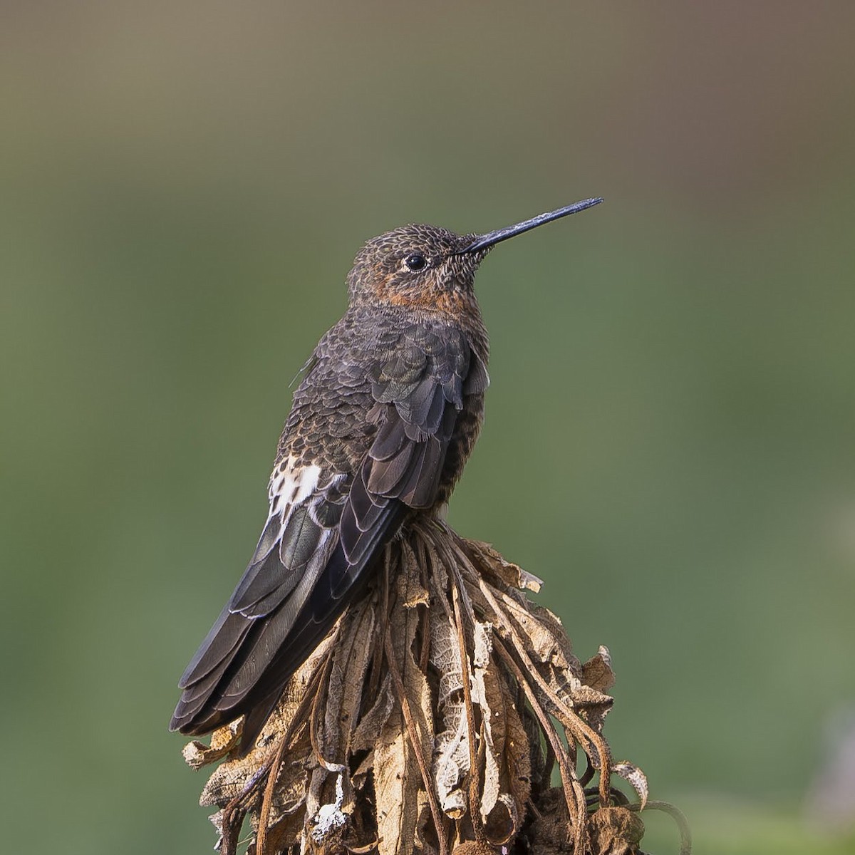 Colibrí Gigante - ML642694827