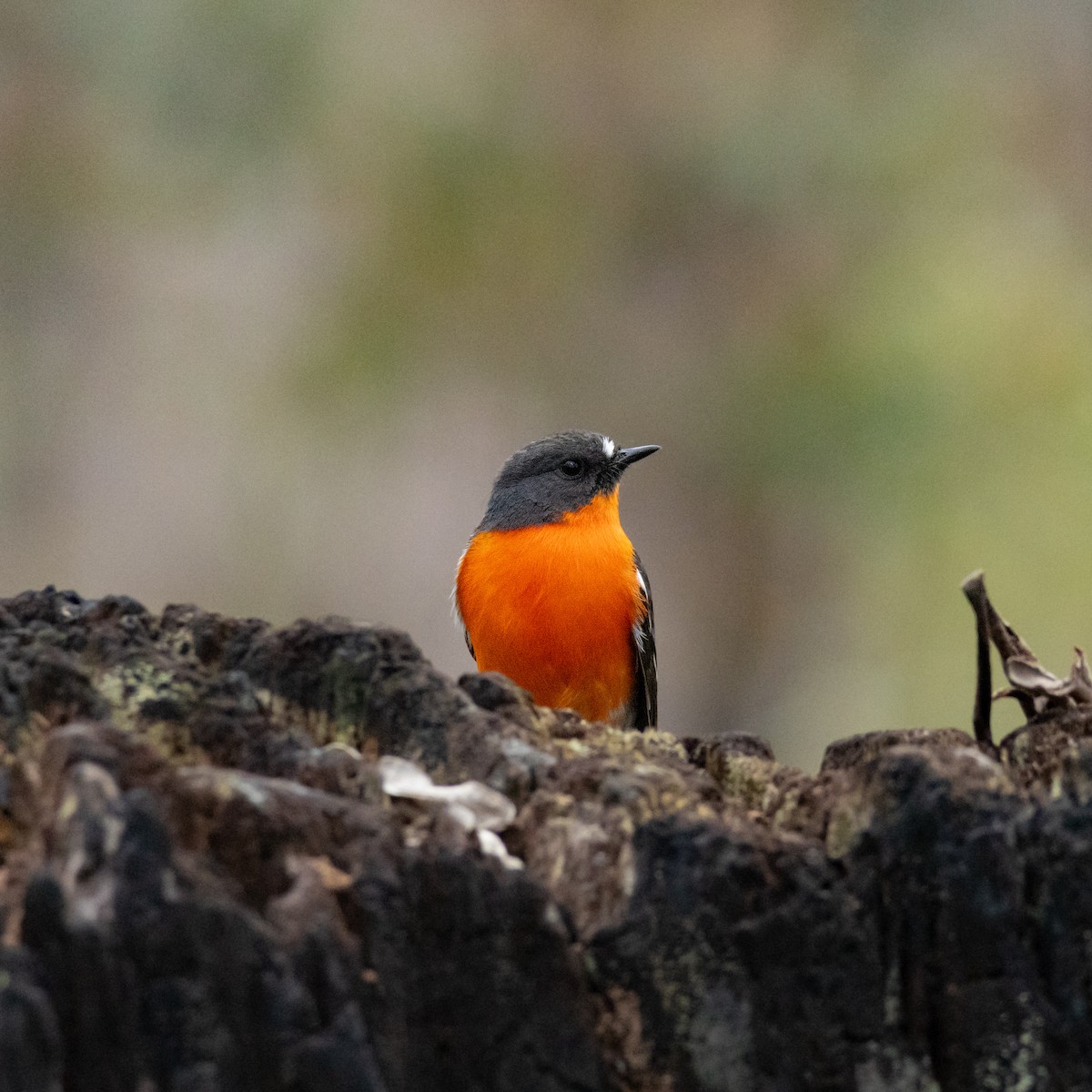 Petroica Flamígera - ML642694833