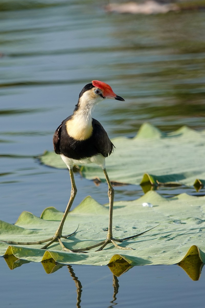 Jacana Crestada - ML642694835