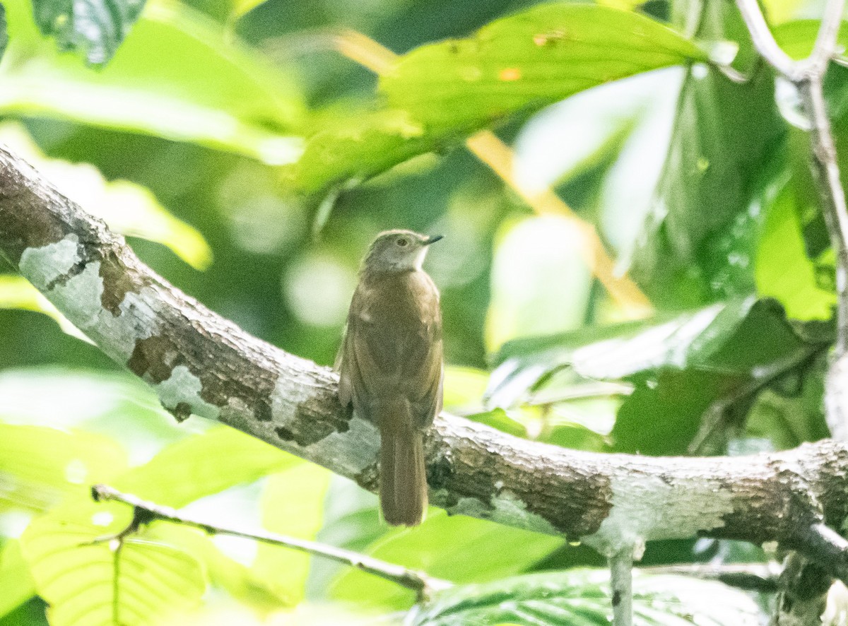 Bulbul de Anteojos - ML642694845