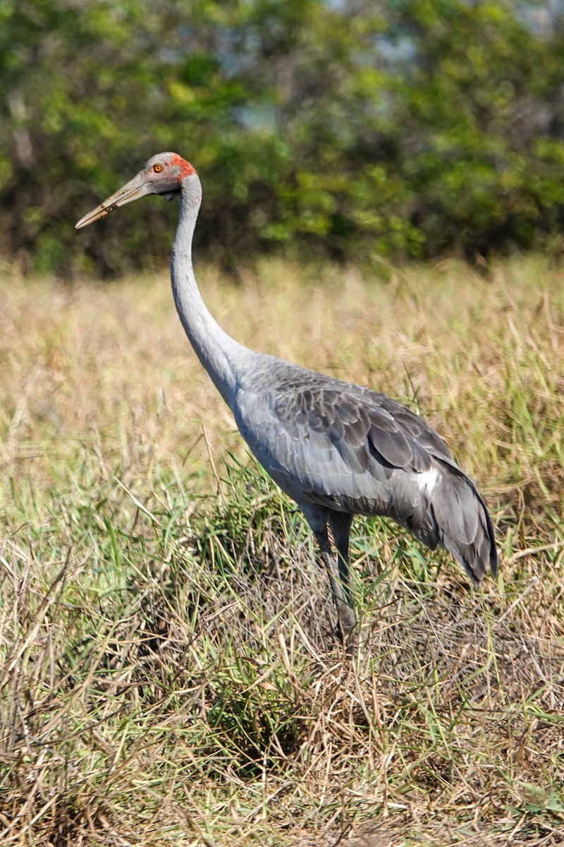 Grulla Brolga - ML642694852