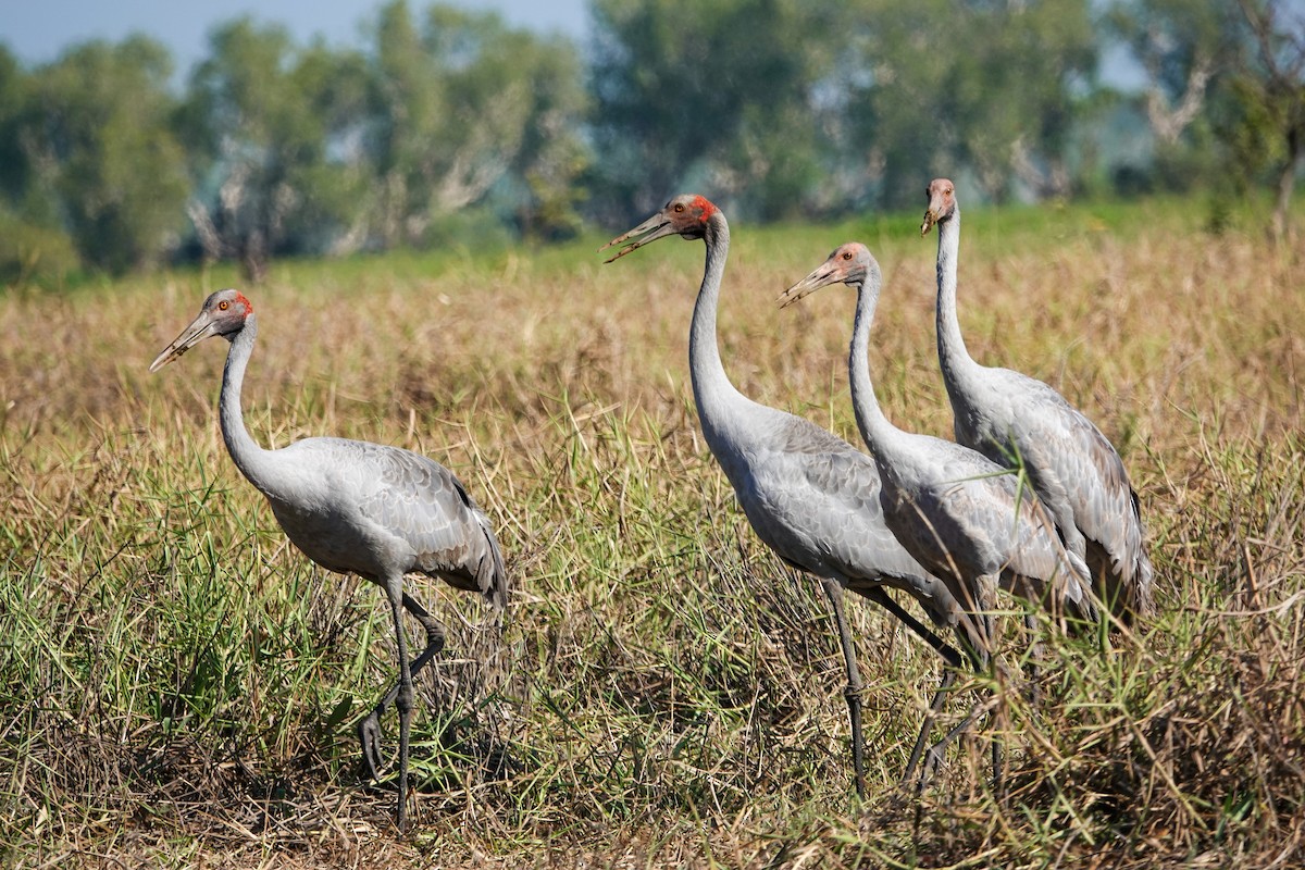 Grulla Brolga - ML642694853