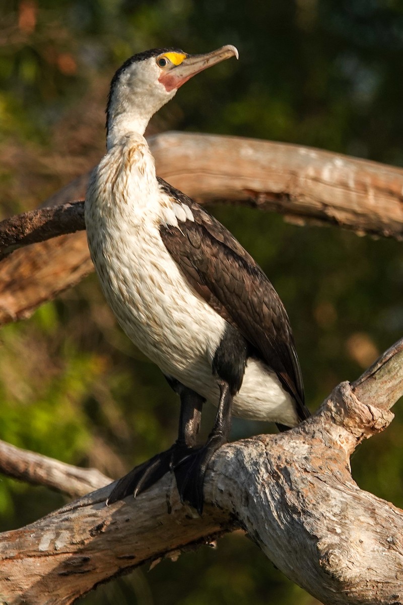 Cormorán Pío - ML642694857