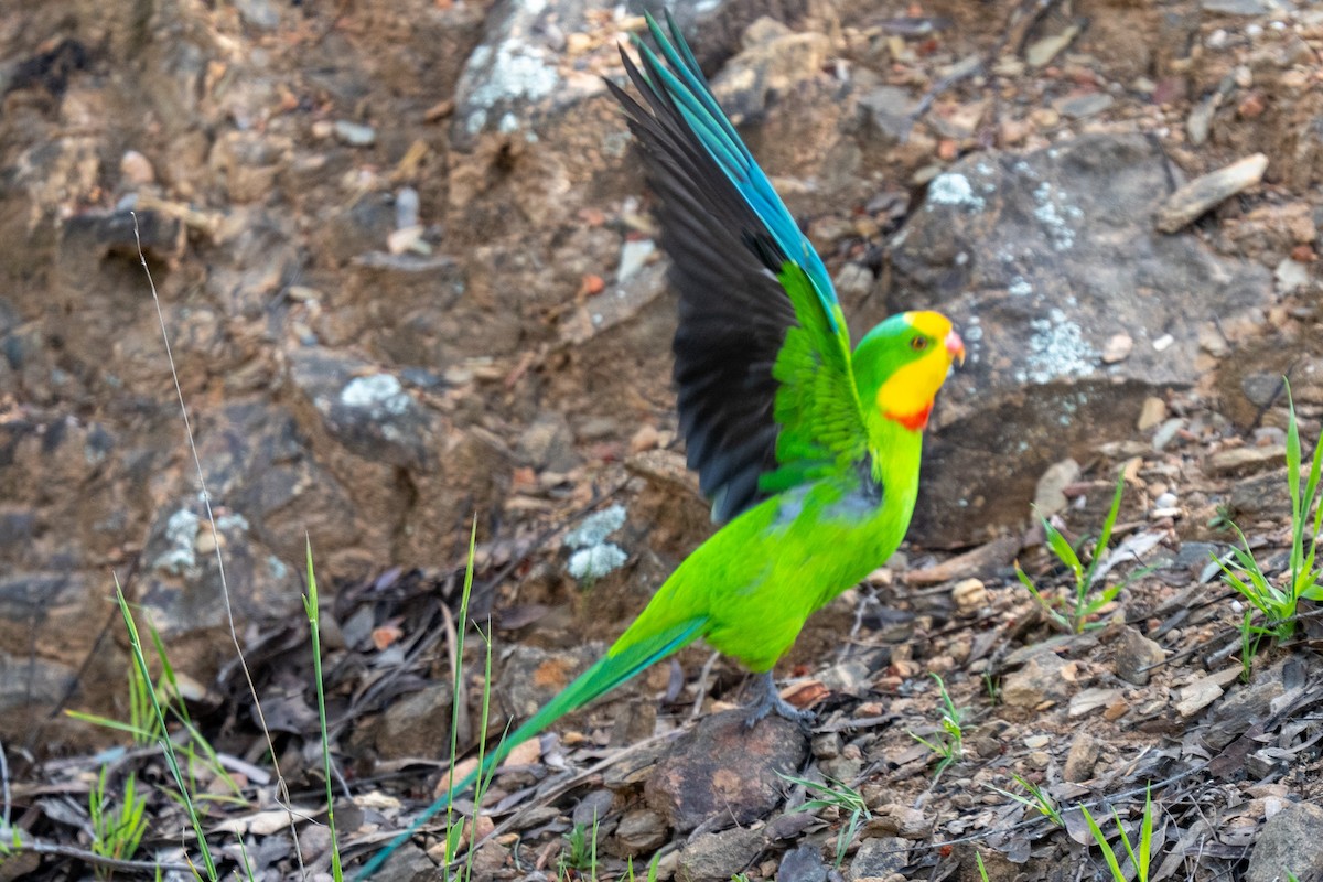 Perico Soberbio - ML642694865