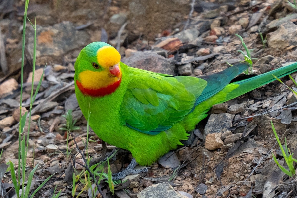 Perico Soberbio - ML642694866