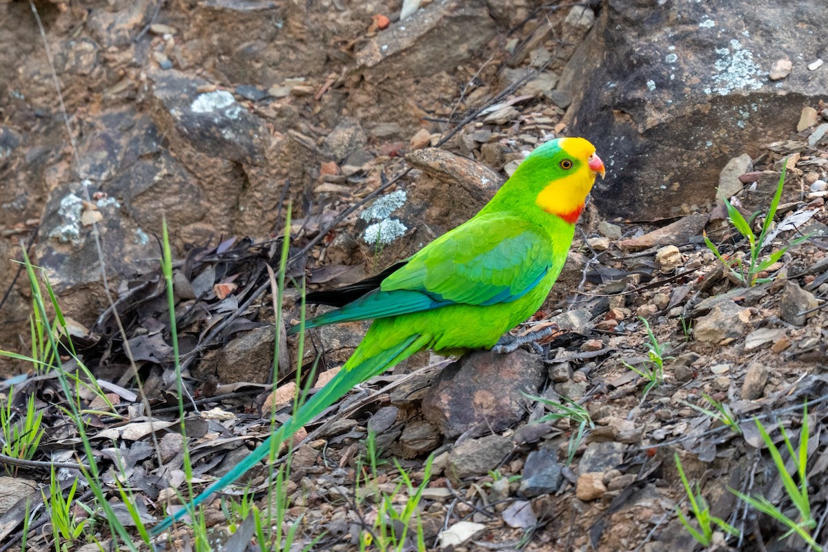 Perico Soberbio - ML642694867