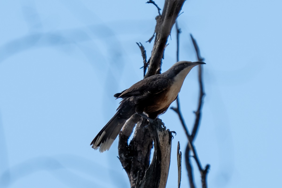 Gárrulo Coronigrís - ML642694873