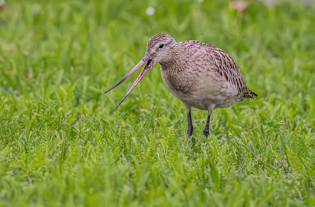 Bar-tailed Godwit - ML642694882