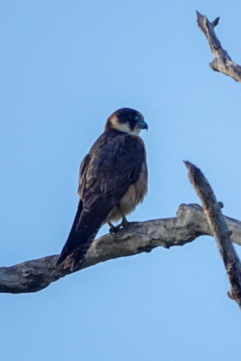 Alcotán Australiano - ML642694889