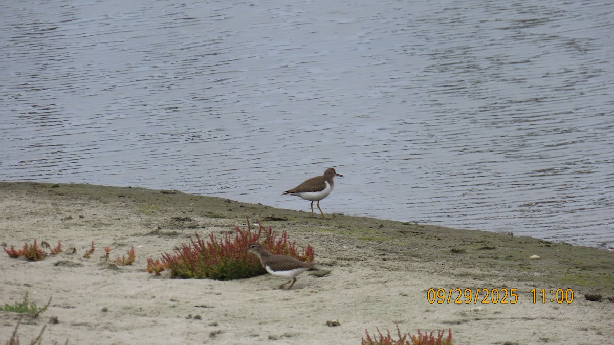 flekksnipe - ML642694896