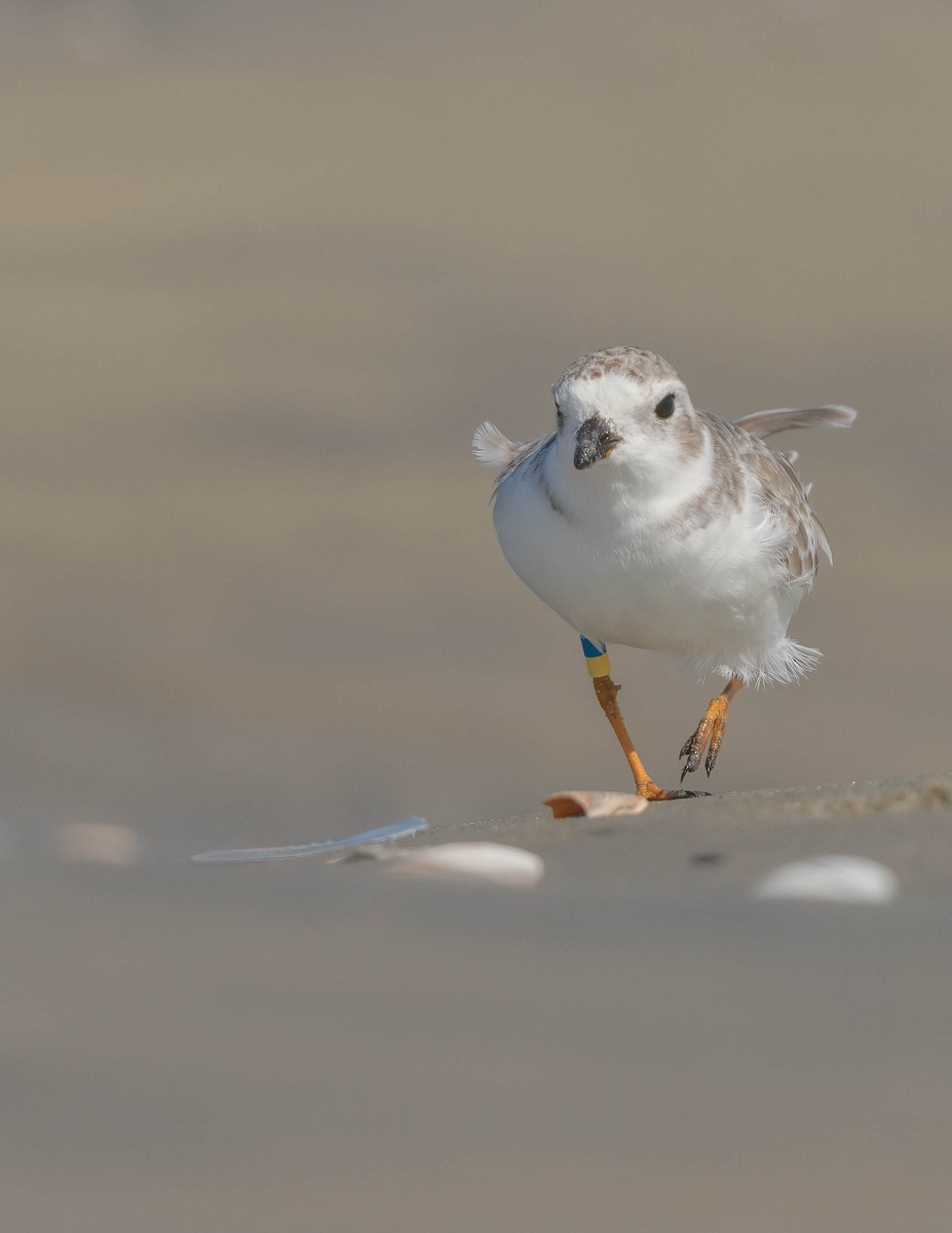 Piping Plover - ML642694897