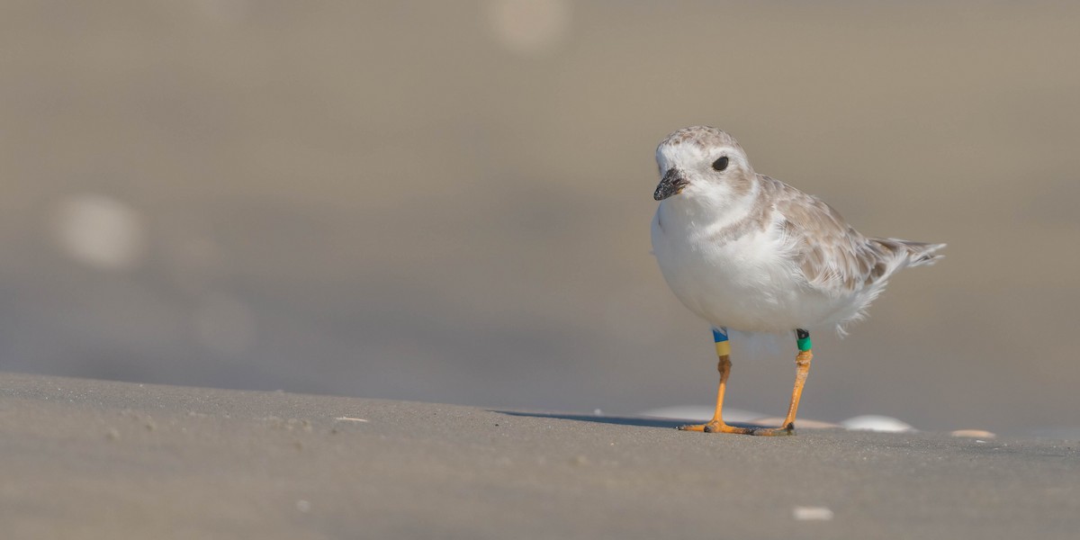 Piping Plover - ML642694898