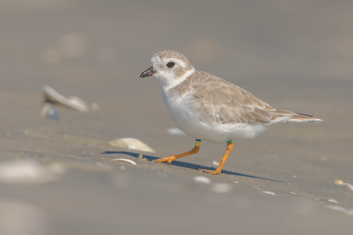 Piping Plover - ML642694899