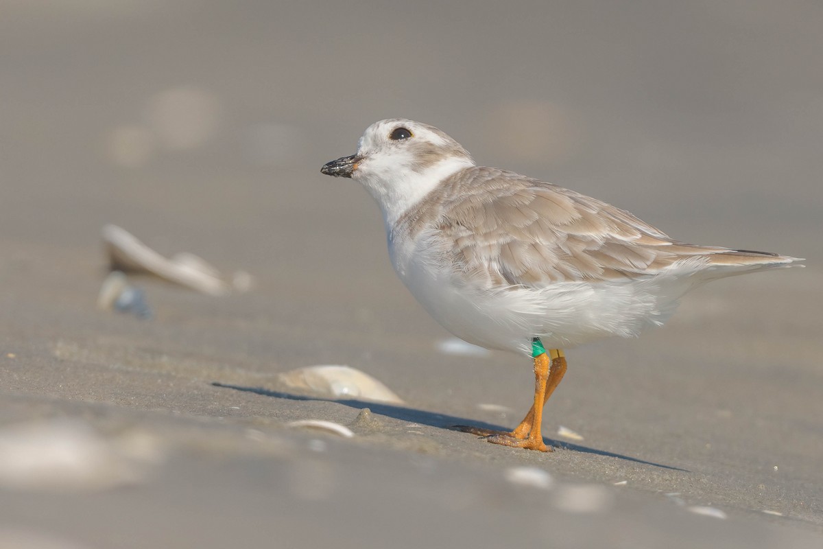 Piping Plover - ML642694900