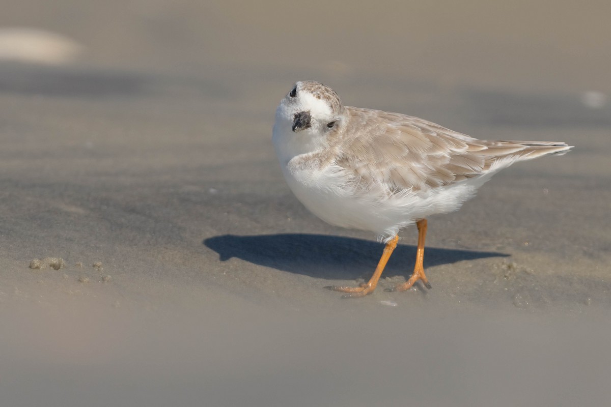 Piping Plover - ML642694901