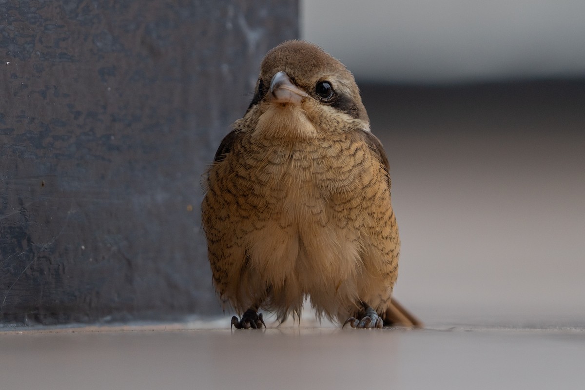 Brown Shrike - ML642694902