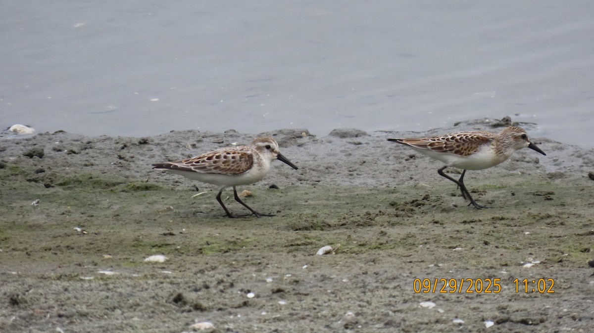 Western Sandpiper - ML642694907