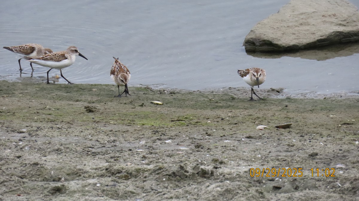 Western Sandpiper - ML642694908