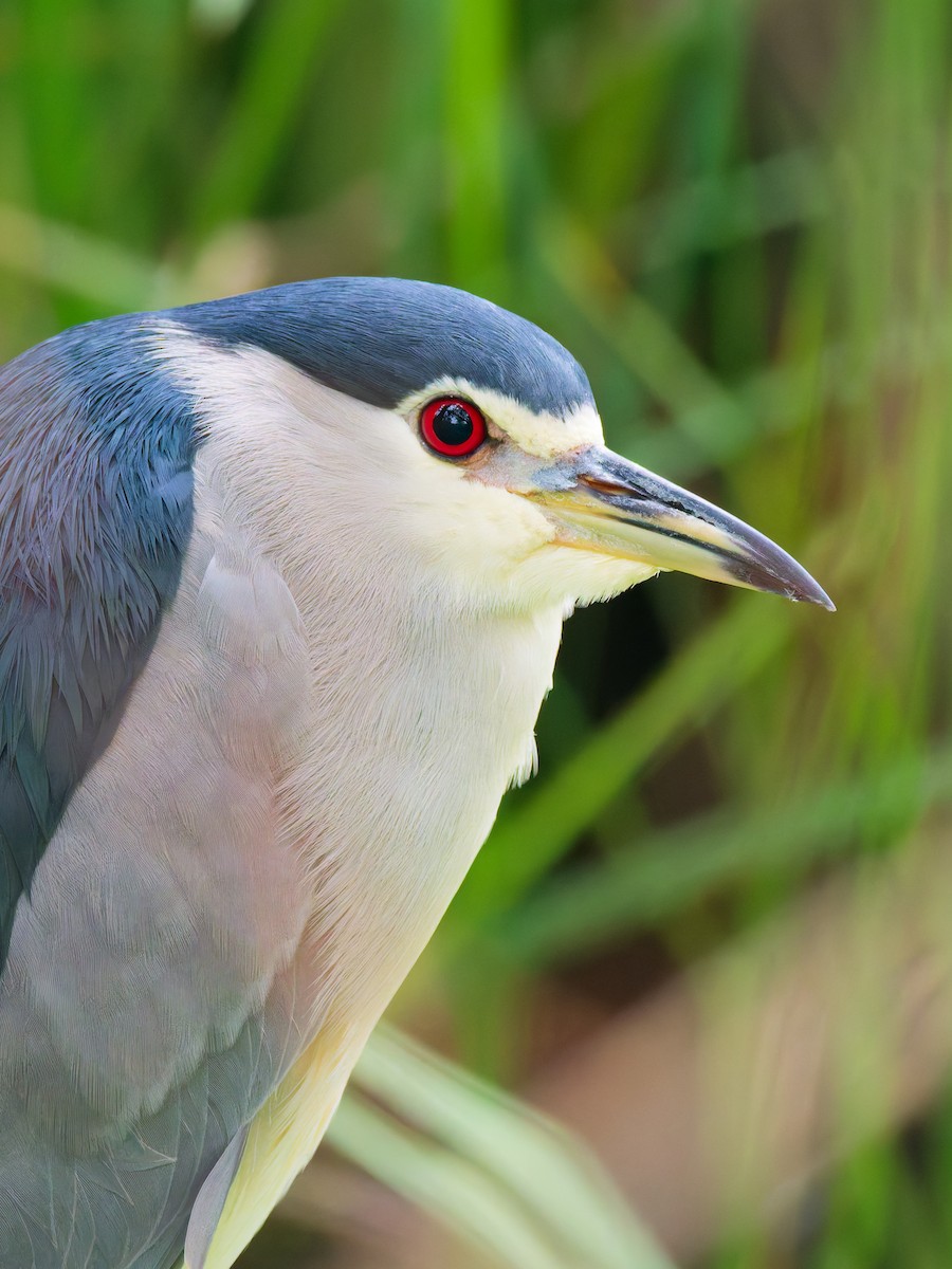 Black-crowned Night Heron - ML642694913