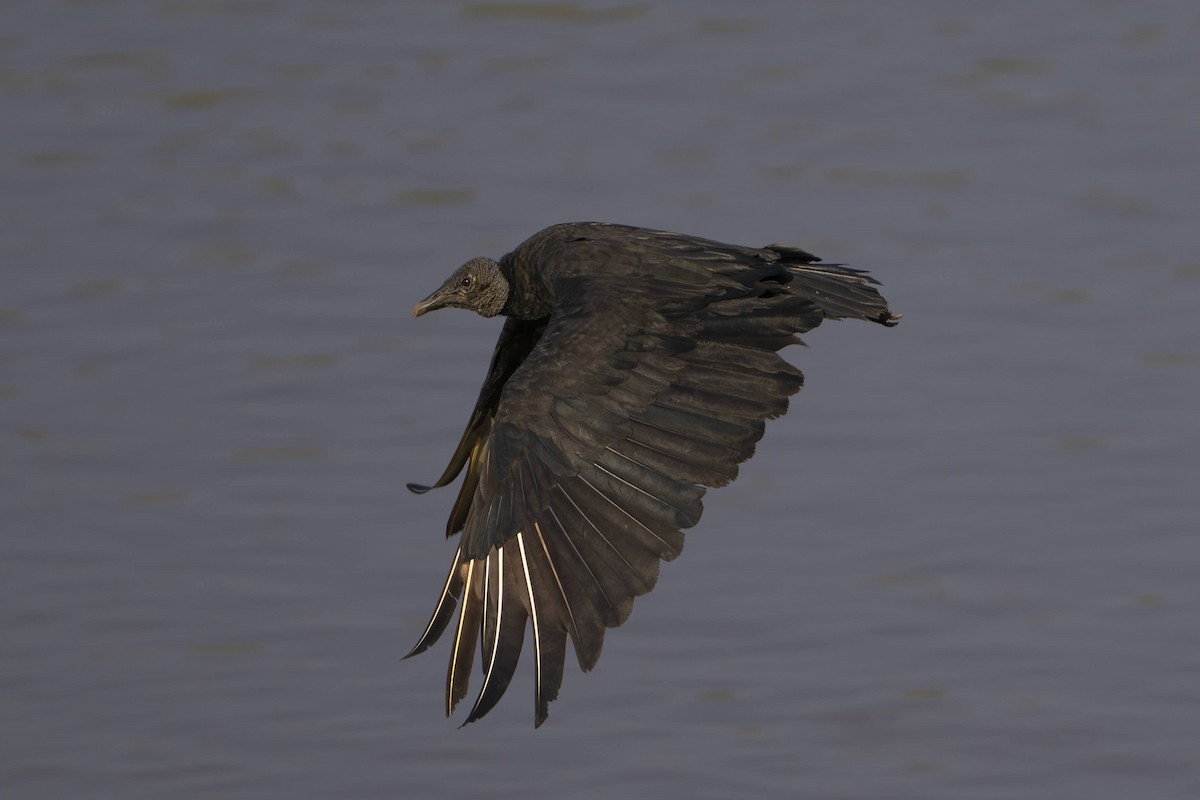 Black Vulture - ML642694915