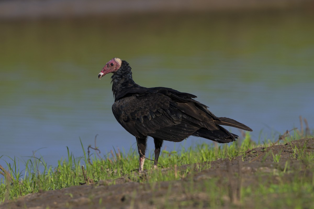 Turkey Vulture - ML642694917