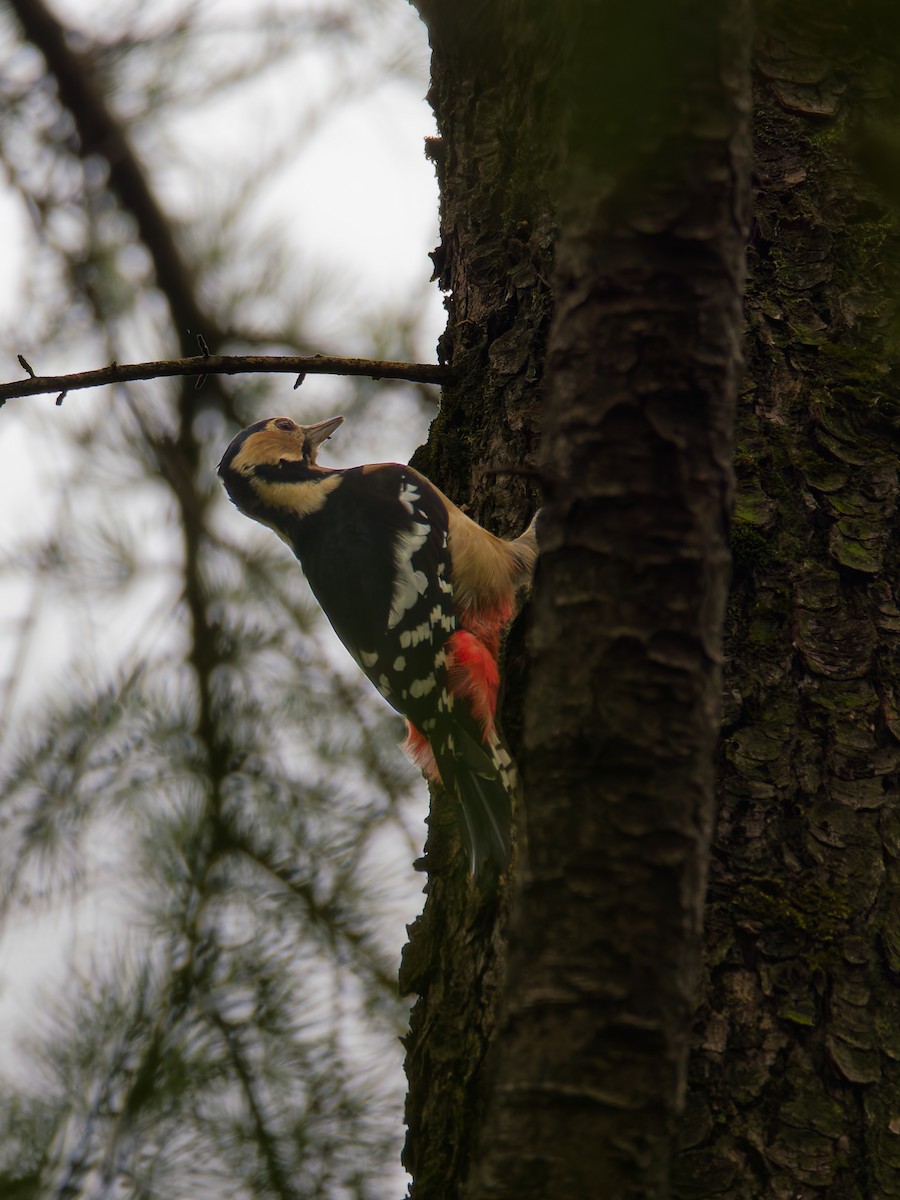 Great Spotted Woodpecker - ML642694918