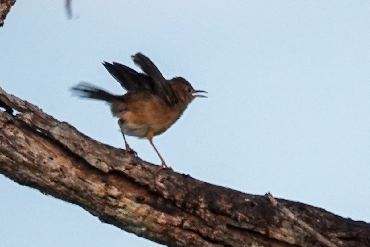 Golden-headed Cisticola - ML642694920