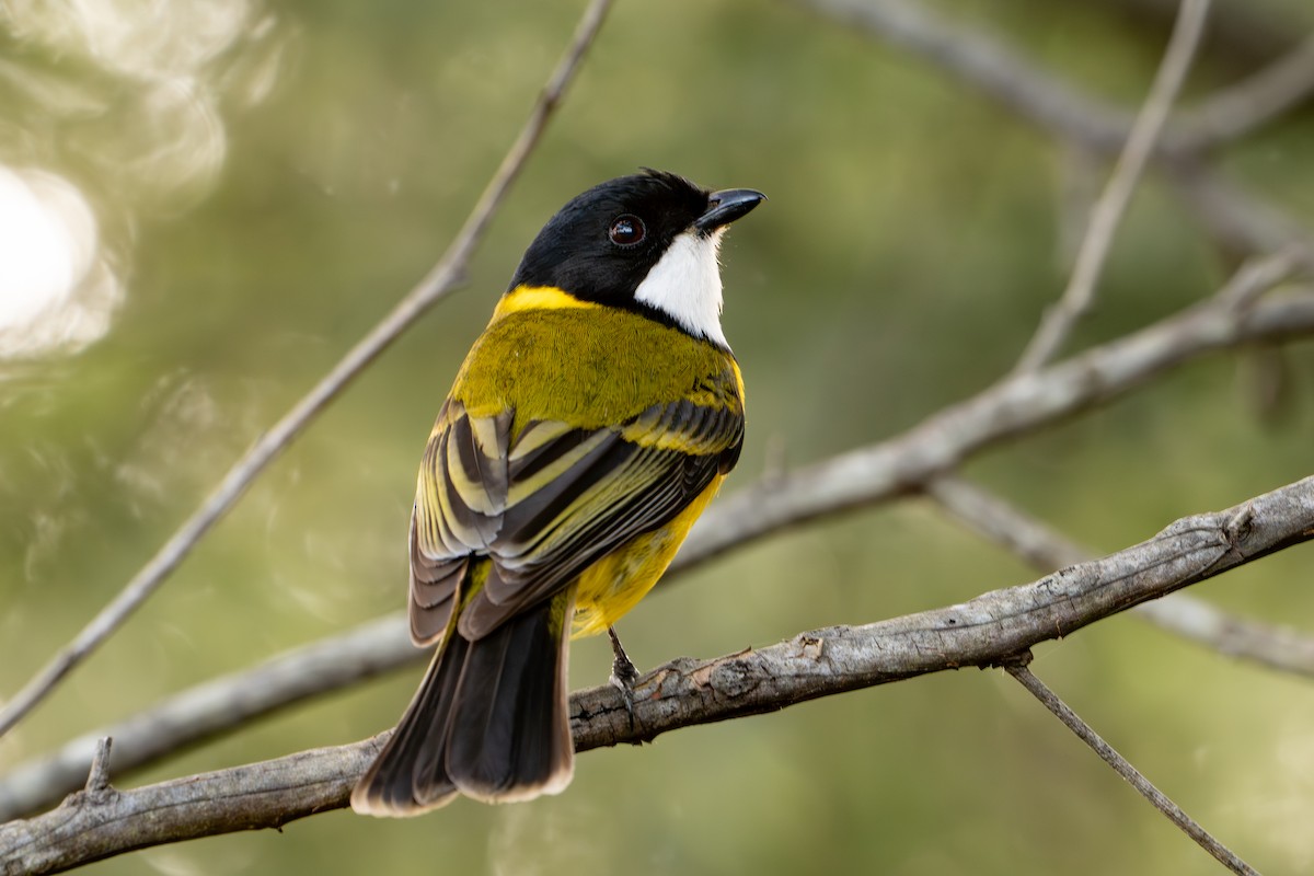 Golden Whistler (Eastern) - ML642694922