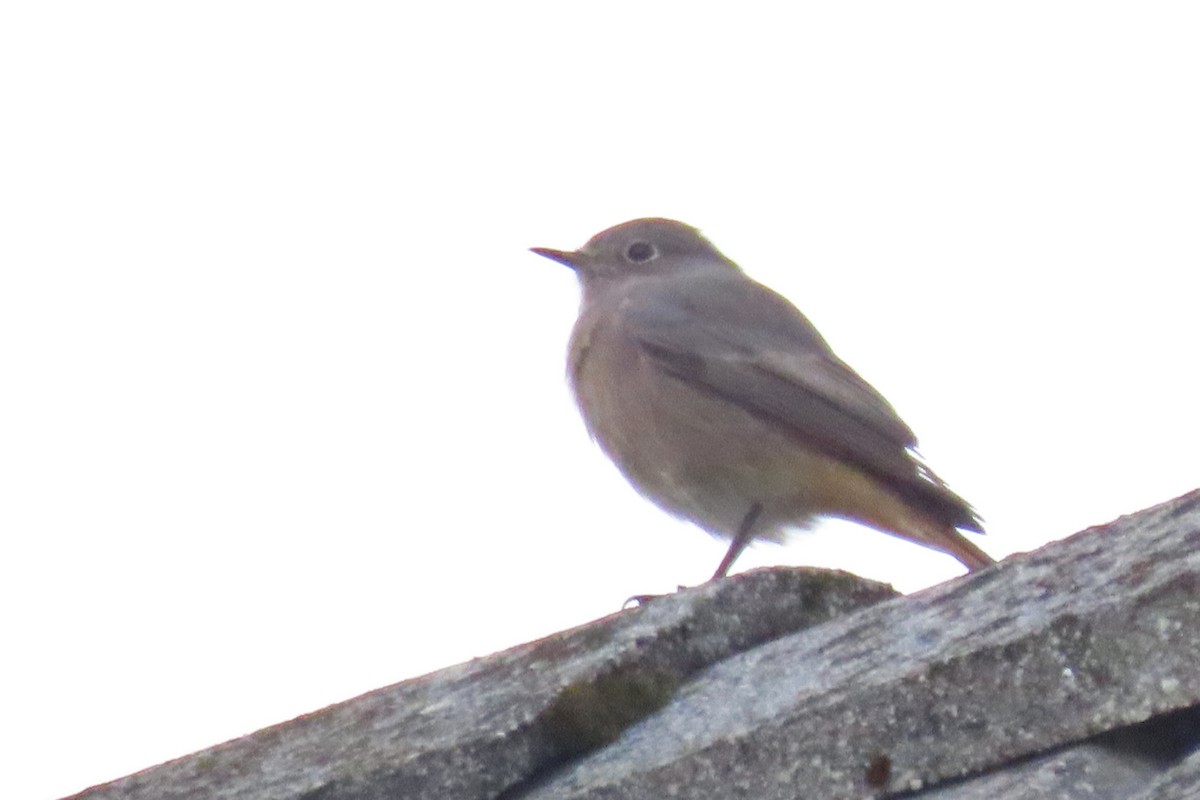 Black Redstart - ML642694924