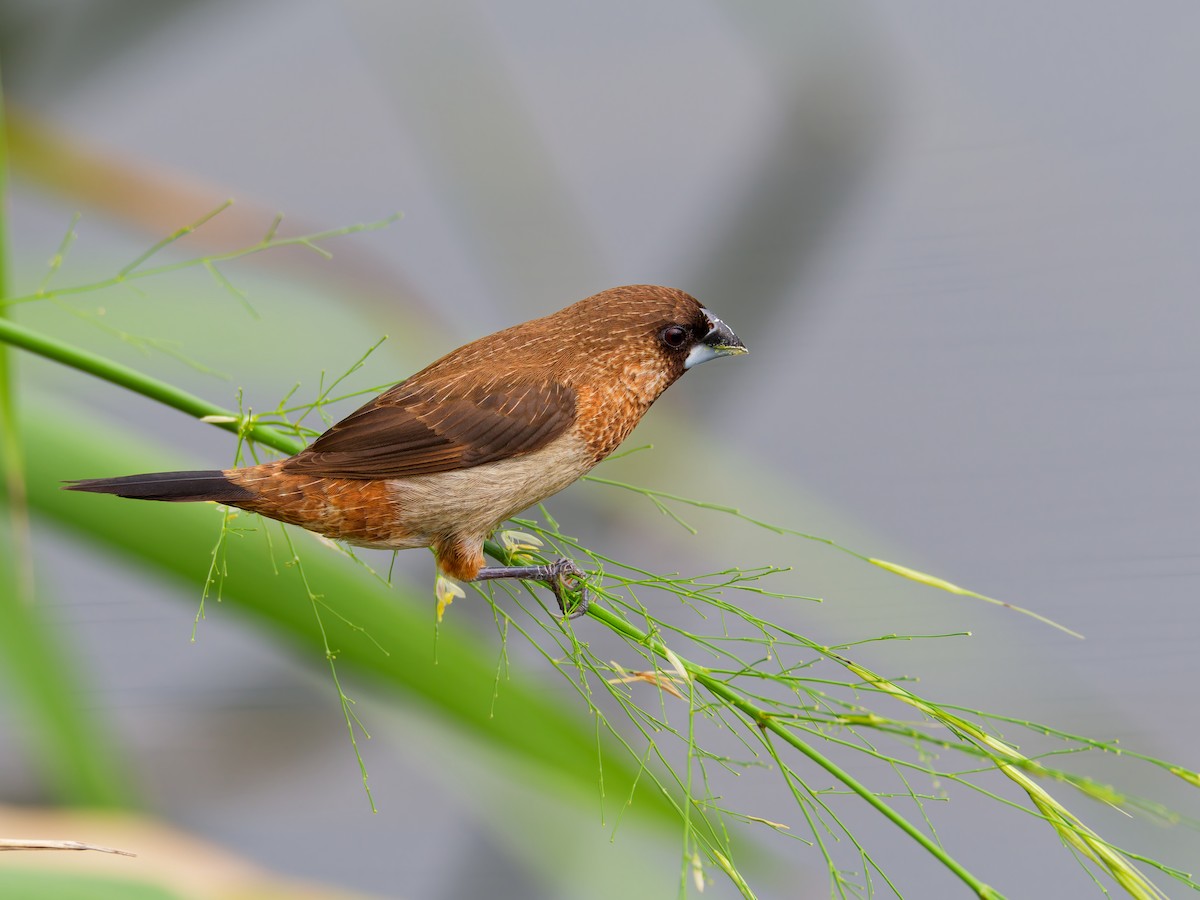White-rumped Munia - ML642694925