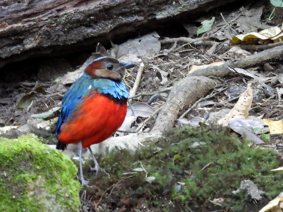 Sulawesi Pitta - ML642694926