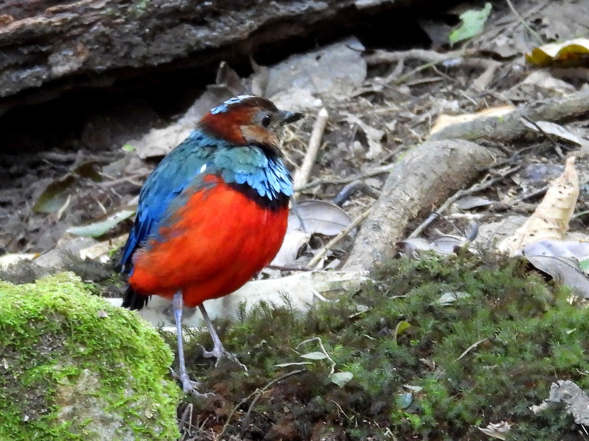 Sulawesi Pitta - ML642694927