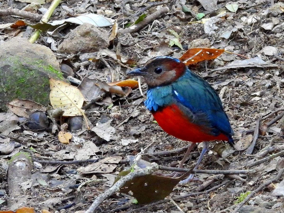 Sulawesi Pitta - ML642694928
