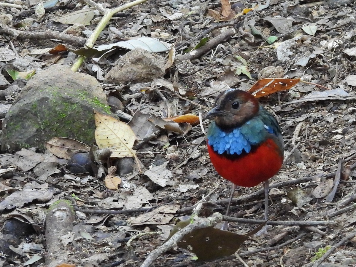 Sulawesi Pitta - ML642694929