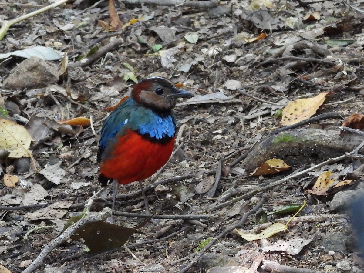 Sulawesi Pitta - ML642694930
