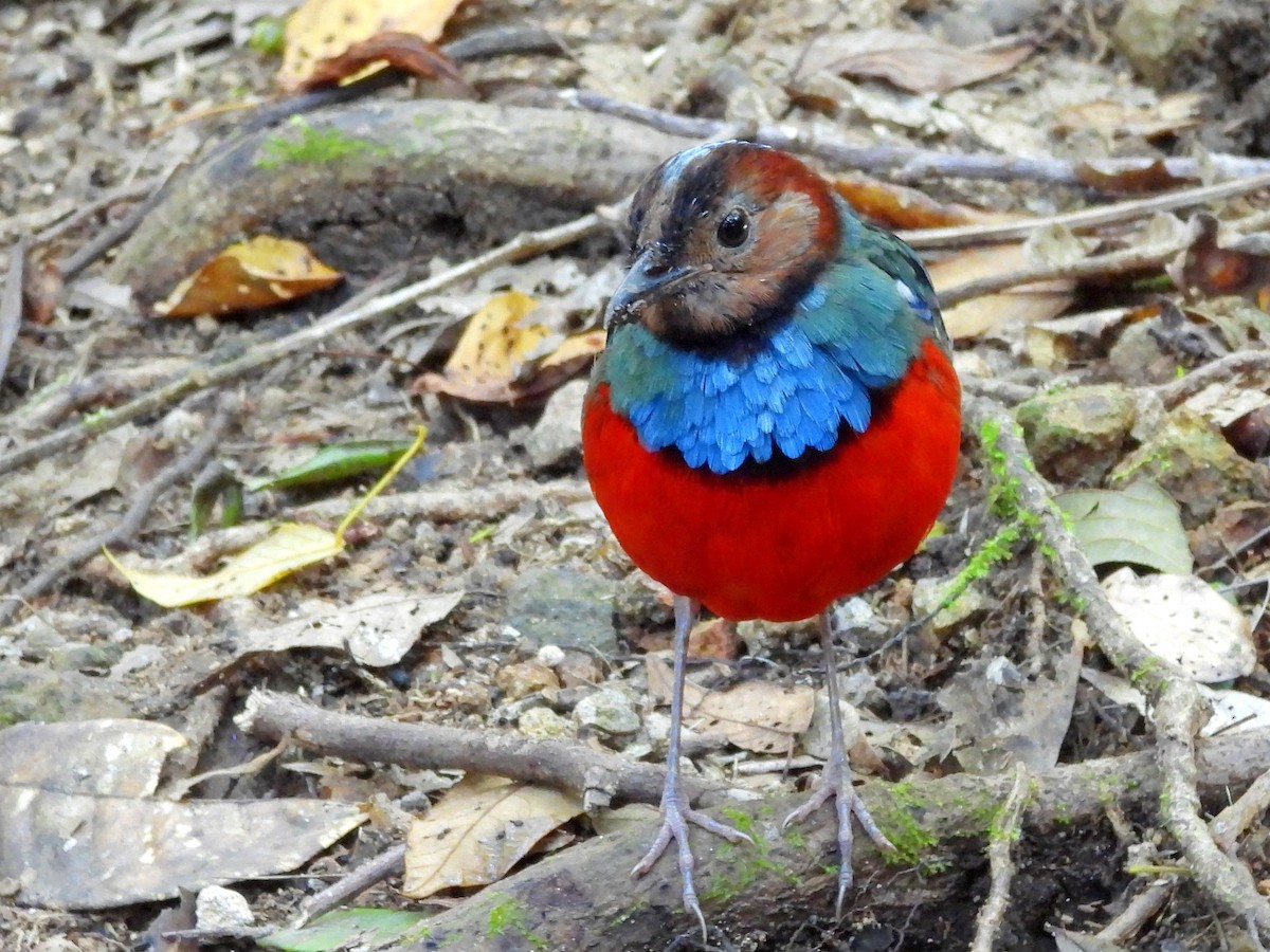 Sulawesi Pitta - ML642694932