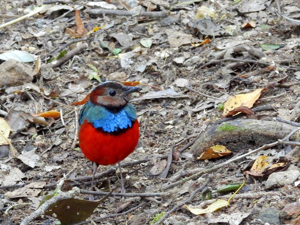 Sulawesi Pitta - ML642694934