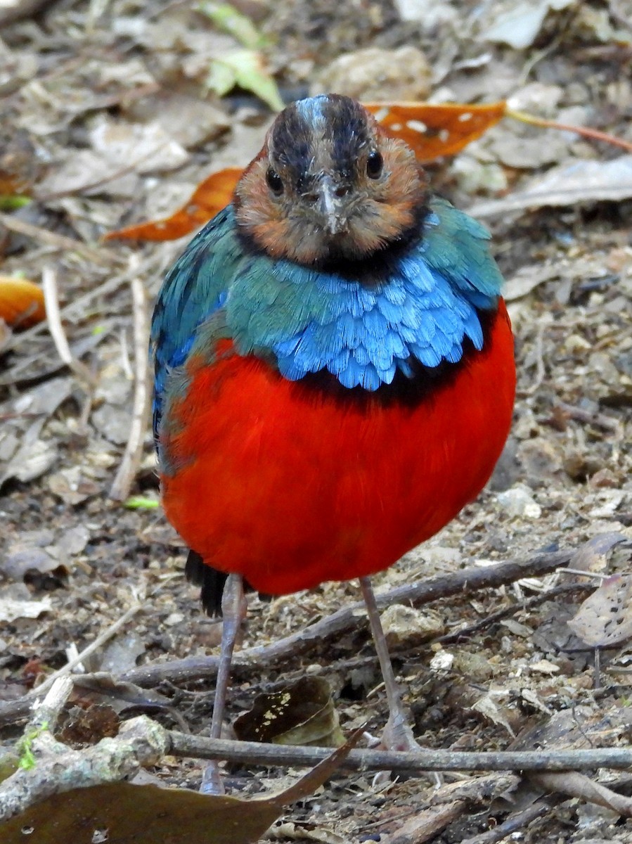 Sulawesi Pitta - ML642694935