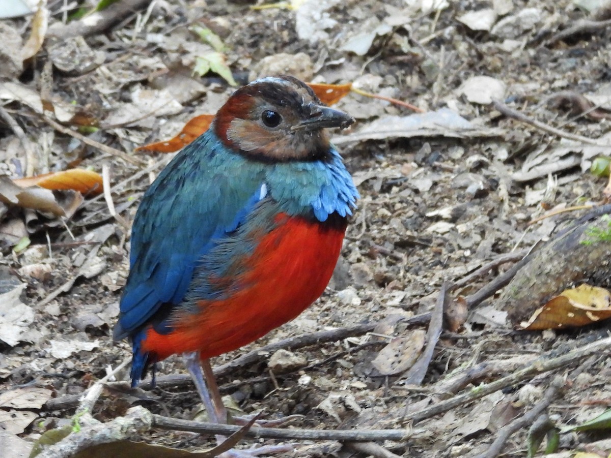 Sulawesi Pitta - ML642694936