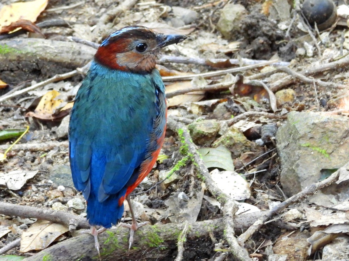 Sulawesi Pitta - ML642694937